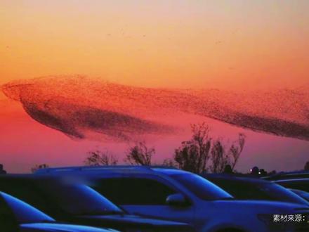 北冥有鱼竟然是真的…#成都美食 #万千气象成都行 #我就要去成都 #成都美食 #鱼