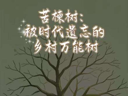 苦楝树:被时代遗忘的乡村万能树!#故乡的树 #唤起乡村记忆