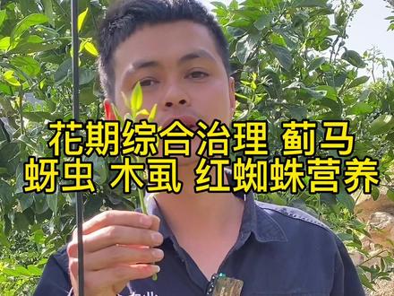 #农业 #蜜柚管理 #柑橘管理#柑橘花期用药 #春季果树用药 花雷露白期柑橘用药 蓟马木虱蚜虫红蜘蛛营养综合方案@抖音小助手