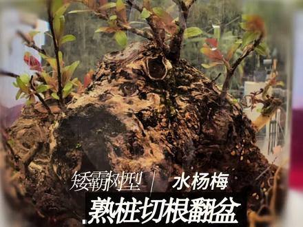 杂木类矮霸素材-水杨梅,熟桩切根上盆。@一月闲 #微盆景 #养花人的乐趣 #园艺 #盆景养护 #干货分享