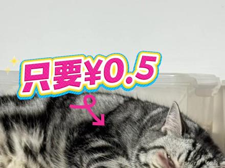 diy超级好玩的逗猫棒头 #宠物百科 #宠物迷惑行为 #养宠物哪有不疯的 #一张照片证明你的宠物被你养的很好