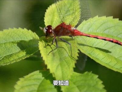 知道地球最牛飞行员有多少黑科技吗?一起来看看吧#蜻蜓 #大自然 #知识科普 @DOU+小助手