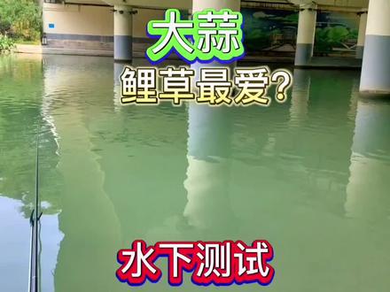 使用大蒜钓鱼效果如何呢,水下摄像头一看就知道了!!!#饵料测试 #饵料窝料 #钓鱼人 #大蒜钓鱼