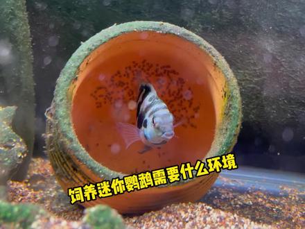 饲养迷你鹦鹉需要什么环境 #迷你鹦鹉鱼繁殖 #迷你鹦鹉鱼养殖方法 #萌宠 #水族爱好者