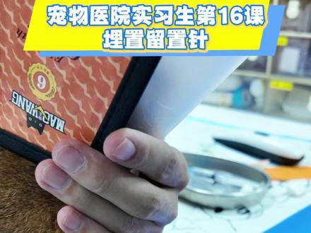 动物如何扎留置针?手把手教你! #留置针 #兽医助理 #兽医助理培训 #从零开始的兽医生活 #郑州宠物医院