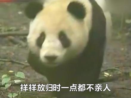 祥祥放归不亲人,甚至创飞奶爸和摄像,别再被骗了#大熊猫祥祥