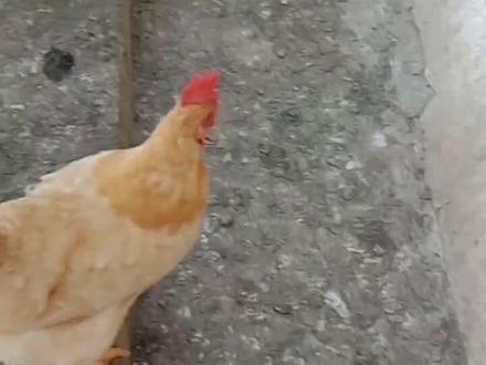 蜈蚣还得公鸡来收拾,当时大意了。#农村散养土鸡