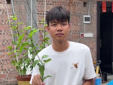 黄金百香果盆栽种植#记录我的种植过程 #庭院种植盆栽 #新手种植成功