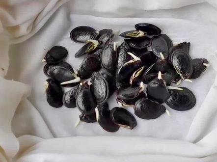 丝瓜种子外壳很硬发芽慢,我来教你一招让它很快发芽。#种植小技巧 #种植 #家庭种植