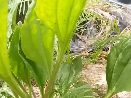 车前草,利尿,解毒,有红根和白根两种,夏天煎水当茶喝。