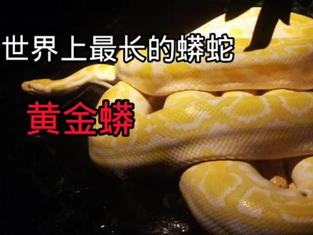 世界上最长的蟒蛇之一,黄金蟒,#黄金蟒 #巨大黄金蟒