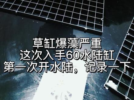 新开水陆缸,从第一刻开始记录一下!