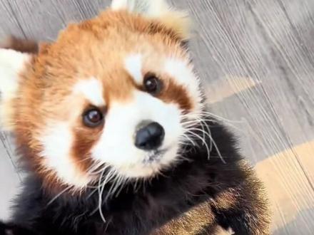 这动物我能撸吗#神奇动物在抖音 #动物的迷惑行为 #科普