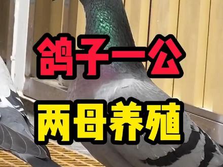 鸽子一公两母养殖繁殖方法!#如何正确的给鸽子喂食 #赛鸽不死必归的精神 #鸽子