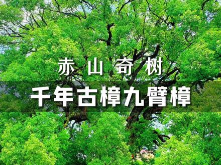 在沅江赤山岛有棵千年古樟九臂樟,你知道吗?#湖南益阳 #沅江 #赤山奇树 #千年古树 #自然奇观 @抖音小助手