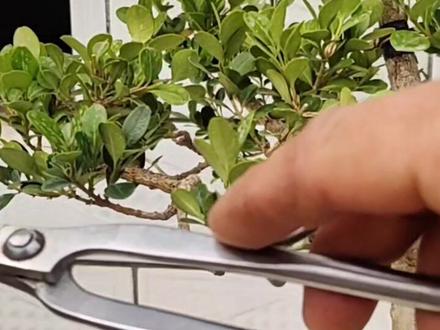 关于瓜子黄杨如何修剪,留枝。感兴趣的花友可以试着养一养,别看黄杨普通,它可是盆景的优质素材!#盆景 #盆景制作 #瓜子黄杨