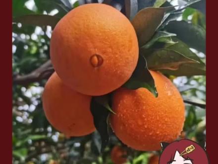 我不允许没人吃过橙子的肚脐眼,那可是整个橙子嘴甜的地方#橙子#脐橙#科普