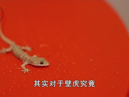 男子生吞壁虎全身溃烂而死,位列五毒之首的壁虎,对人体有害吗? #壁虎 #五毒 #动物圈