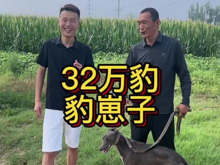 #这狗一看就是练家子 #猎兔犬 #狗撵兔 #实战猎兔犬 大哥在狗市上带来了一只32w豹的儿 全活的实战猎兔犬