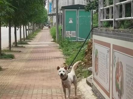 狗狗对您摇尾巴,您知道它表达的含义吗#养狗经验分享#养狗小知识#新手养狗#养狗人#狗狗