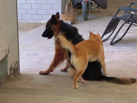 中华田园犬大黄的爱情故事,今天带大黄去相亲 #中华田园犬