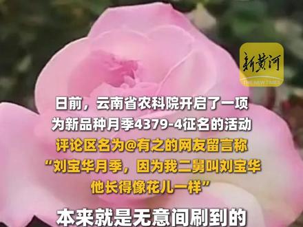 网友二舅“宝华”被投票成为云南省农科院新品种月季名,当事人:很期待!打算通过审核后再告诉二舅(记者:曲珈熠 剪辑:张成霖 运营:冯业鹏)
