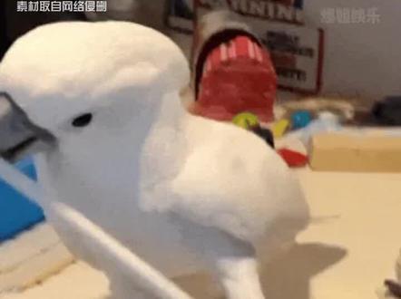 我生性不爱吃芒果火龙果 旺仔#娱乐评论大赏 #知识分享