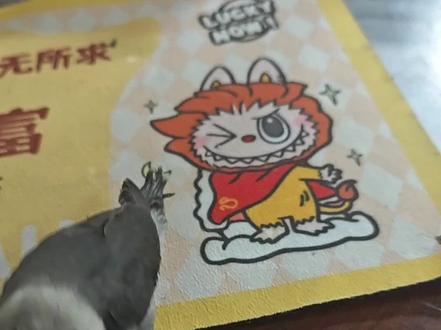 老墨躺桌面训练#鹦鹉 #鹦鹉鹦鹉萌萌哒逗鹦鹉 #宠物 #牡丹鹦鹉 #训鸟高手