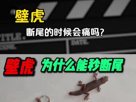 壁虎为什么能秒断尾,它的一生又可以长出多少个尾巴呢 #壁虎 #爬行动物 #小壁虎 #科普动物知识 #科普达人