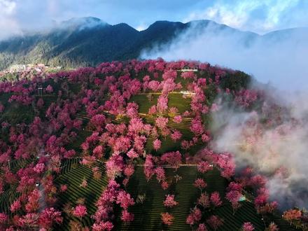 2025年12月中旬,无量山樱花谷正值最佳观赏期,以下是详细的游玩攻略,助你轻松规划行程。
最佳观赏期
2025年的最佳观赏期预计为12月12日至12月20日,建议出发前通过社交媒体确认实时花况。
交通方式
自驾:从大理古城出发约2.5 - 3小时车程,导航至“无量山樱花谷”。
公共交通:从大理下关客运站乘坐班车到南涧,转乘去“沙乐”方向的班车,在樱花谷下车。
景区分布
1号园:最大且游客最多,适合下午拍摄,尤其是3点后。
2号园:适合拍日出云海,人少,早上顺光拍摄效果好。
3号园:人最少,适合躲避客流,下午可能晒不到太阳。
拍摄建议
时间:清晨(7 - 9点)拍日出、云海和晨雾;下午(16 - 18点)光线柔和,适合拍照。
地点:1号观景台适合下午和落日拍摄;2号观景台适合清晨;3号观景台适合日出和云海。
穿搭:浅色系长裙、文艺复古风或汉服、JK制服,与樱花搭配和谐。