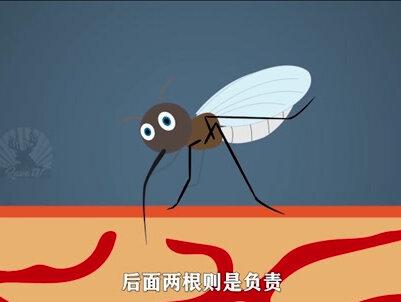 你知道蚊子是怎么“干饭”的吗?#科普 #涨知识 #萌知计划抖音青少年@抖音小助手