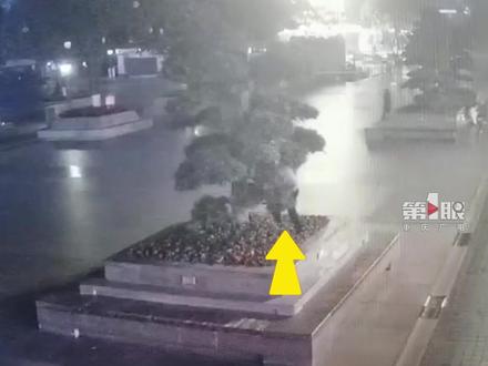 3月14日,重庆,#男子半夜到观音桥锯树称为破除霉运 这棵罗汉松价值19万!#重庆dou知道