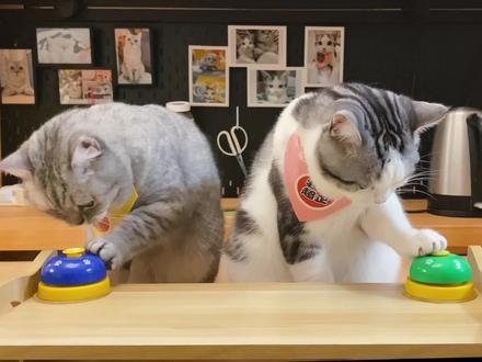叮叮叮,让猫咪学会拍铃铛~互动训练是我们和猫咪沟通的过程。 #猫咪行为学 #猫咪游戏 #养猫进阶指南