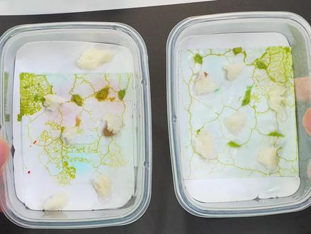 把黏菌一分为二!它又变色了~ #黏菌 #玩具 #宠物