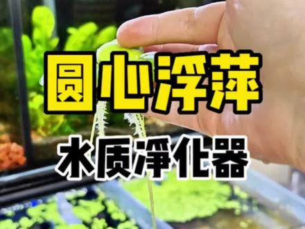 鱼缸净化水质水草莫属圆心浮萍,水中小仙子#水族 #水草#圆心浮萍