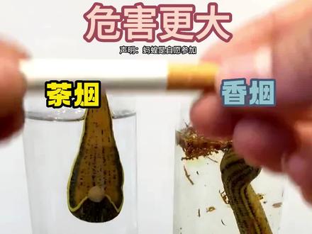 香烟和茶烟哪个危害更大,让我用两条蚂蝗告诉你 #焦油过滤器 #戒烟 #一次性滤嘴