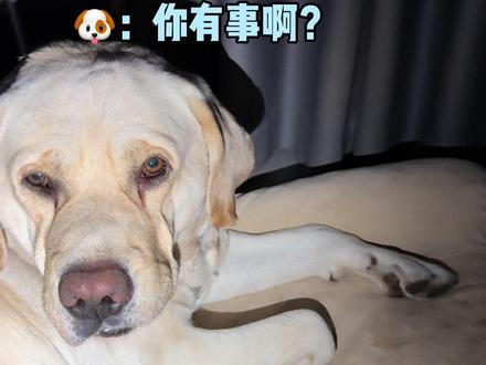 狗子:大半夜的不睡觉、玩你个头啊! #狗狗 #萌宠出道计划 #动物的迷惑行为 #养狗人 #与狗的日常对话