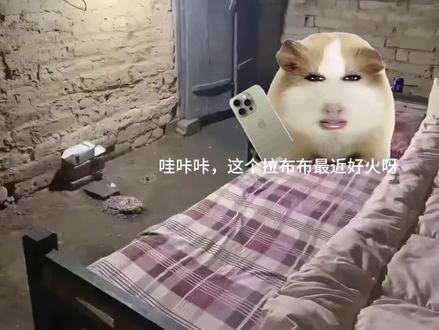 荷兰猪小剧场#荷兰猪 #拉布布 #视频娱乐 #动画