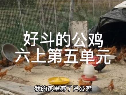 好斗的公鸡
六上第五单元