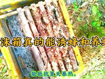 泡沫箱也能诱蜂,降低诱蜂成本。 #中蜂 #养蜂 #土蜂蜜 #养蜂技术 #蜂箱 #诱蜂 #中蜂养殖