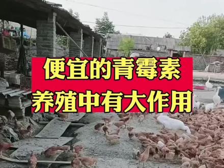 便宜的青梅素,养殖中有大作用。#鸡鸭鹅养殖 #养鸡 #养殖小妙招 #鸡病防治