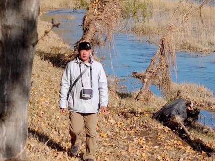 刷爆朋友圈的武陟南王村杨树林,秋日金毯踩出治愈感🍂