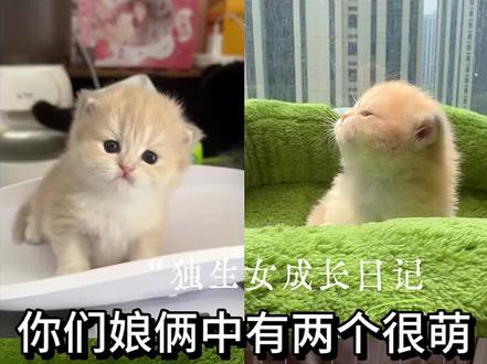 你们娘俩中有两个很萌,薇薇和崽崽就在后台,让我们把她们请出来好吗!#小奶猫的成长日记 #小奶猫的点点滴滴 #萌宠出道计划 #小奶猫 #长毛蓝金渐层
