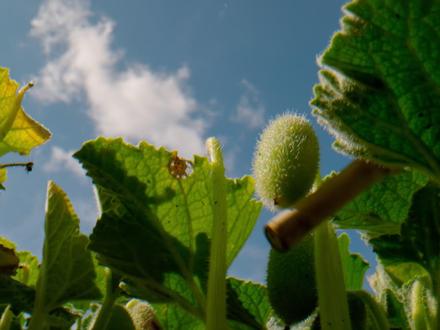 植物妈妈有办法 #植物 #奇趣自然 #万物生长 #植物科普