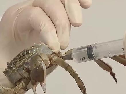 【螃蟹有“针眼”是被打了东西?】 近日,网络上流传有关“针眼”螃蟹注射增重的传言。专家指出,给螃蟹注入水、胶或兴奋剂会造成螃蟹死亡,得不偿失;“针眼”绝不可能出现在活螃蟹身上。