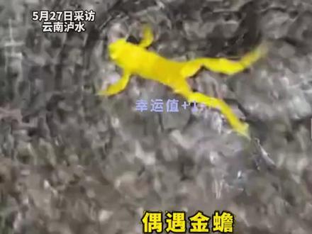 高考倒计时,男子路遇多只金色蟾蜍奋力“上岸”,“金蟾寓意好”愿考生金榜题名(来源:宁波晚报)