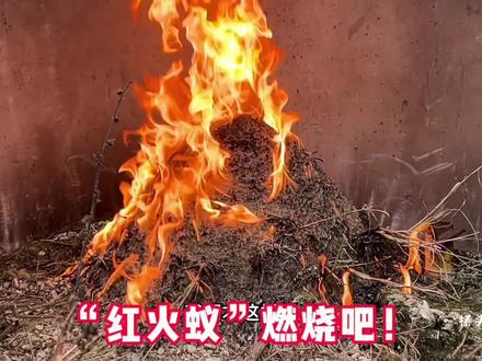 两瓶液体倒入“红火蚁”穴,点燃一把火扔下去,蚁穴瞬间变成火山 #农村生活 #烧火 #我的乡村生活 #户外 #红火蚁 #红火蚁入侵 #红火蚁防治 #冰雪2022 #冰雪2022