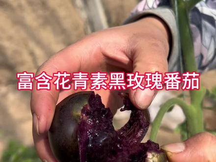 黑玫瑰番茄,紫黑色果肉,肉质细腻多汁,酸甜口的 适合家庭种植的黑玫瑰番茄苗 #农村特产 #分享农业小知识 #谁知道这是什么 #分享家乡特产 #番茄苗