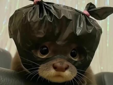 超级粘人的水獭你会喜欢吗?#科普 #动物 #水獭