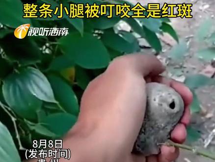 男子在野外徒手捏碎个泥块 没想到是个牛虻窝 整条小腿被叮咬全是红斑#虫咬 #危险行为请勿模仿